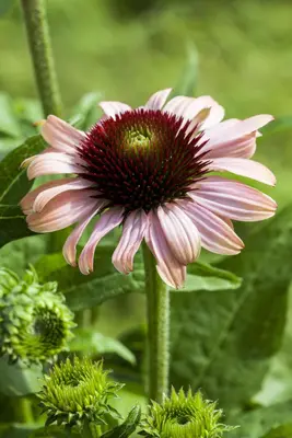 Echinacea Purp. (Zonnehoed) - afbeelding 19