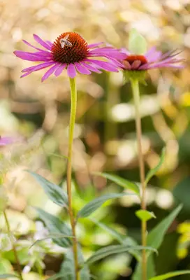 Echinacea Purp. (Zonnehoed) - afbeelding 13