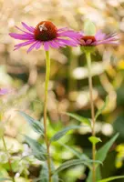 Echinacea Purp. (Zonnehoed) - afbeelding 13