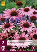 Echinacea purpurea 3 stuks - afbeelding 1