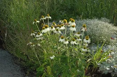 Echinacea purpurea 'Alba' (Zonnehoed) - afbeelding 2