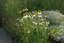 Echinacea purpurea 'Alba' (Zonnehoed) - afbeelding 2