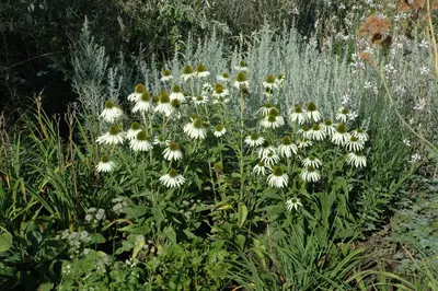Echinacea purpurea 'Alba' (Zonnehoed) - afbeelding 3