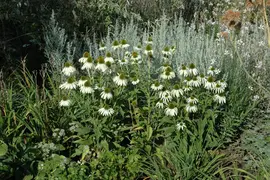 Echinacea purpurea 'Alba' (Zonnehoed) - afbeelding 3
