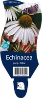 Echinacea purpurea 'Alba' (Zonnehoed) - afbeelding 1