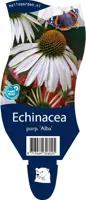 Echinacea purpurea 'Alba' (Zonnehoed) - afbeelding 1