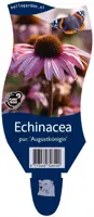 Echinacea purpurea 'Augustkonigin' (Zonnehoed) - afbeelding 1