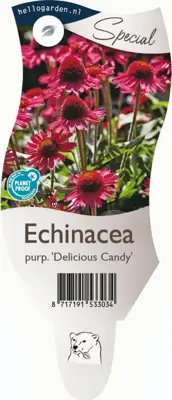 Echinacea purpurea 'Delicious Candy' (Dubbelbloeimige zonnehoed) - afbeelding 1
