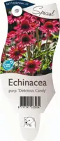 Echinacea purpurea 'Delicious Candy' (Dubbelbloeimige zonnehoed) - afbeelding 1