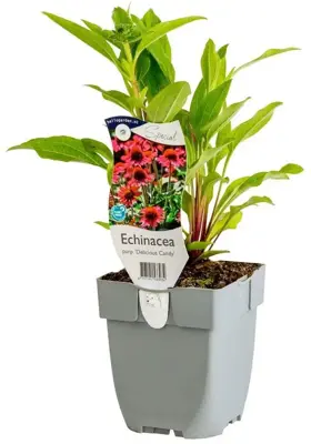 Echinacea purpurea 'Delicious Candy' (Dubbelbloeimige zonnehoed) - afbeelding 2
