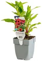 Echinacea purpurea 'Delicious Candy' (Dubbelbloeimige zonnehoed) - afbeelding 2