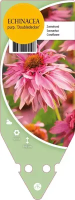 Echinacea Purpurea Doubledecker (Zonnehoed) - afbeelding 1