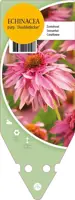 Echinacea Purpurea Doubledecker (Zonnehoed) - afbeelding 1