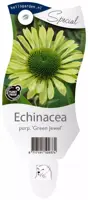 Echinacea purpurea 'Green Jewel' (Zonnehoed) - afbeelding 1