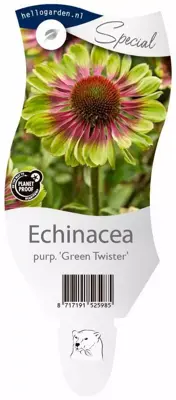 Echinacea purpurea 'Green Twister' (Zonnehoed) - afbeelding 1