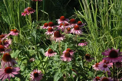 Echinacea purpurea 'Magnus' (Zonnehoed) - afbeelding 5