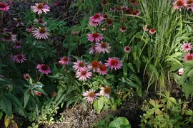 Echinacea purpurea 'Magnus' (Zonnehoed) - afbeelding 6