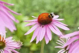 Echinacea purpurea 'Magnus' (Zonnehoed) - afbeelding 4