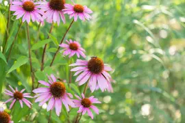 Echinacea purpurea 'Magnus' (Zonnehoed) - afbeelding 7