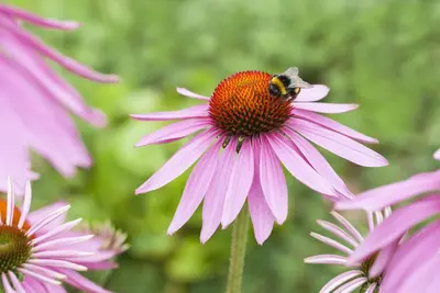 Echinacea Purpurea Magnus (Zonnehoed) - afbeelding 4
