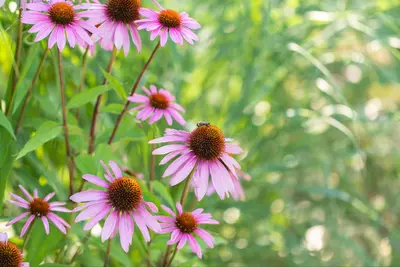 Echinacea Purpurea Magnus (Zonnehoed) - afbeelding 7