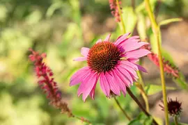 Echinacea Purpurea Magnus (Zonnehoed) - afbeelding 8
