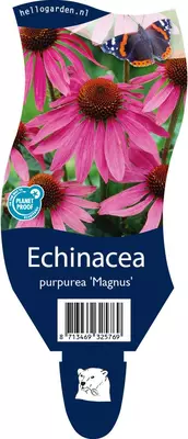 Echinacea purpurea 'Magnus' (Zonnehoed) - afbeelding 1