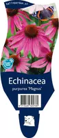 Echinacea purpurea 'Magnus' (Zonnehoed) kopen?