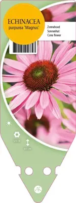 Echinacea Purpurea Magnus (Zonnehoed) - afbeelding 1