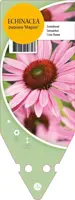 Echinacea Purpurea Magnus (Zonnehoed) - afbeelding 1