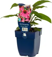 Echinacea purpurea 'Magnus' (Zonnehoed) - afbeelding 2