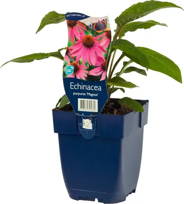 Echinacea purpurea 'Magnus' (Zonnehoed) - afbeelding 2