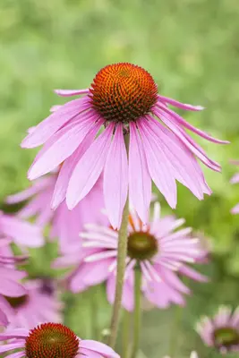 Echinacea Purpurea Magnus (Zonnehoed) - afbeelding 3