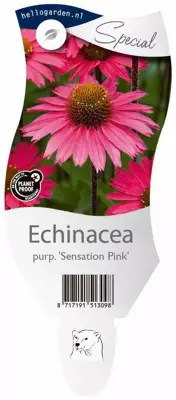 Echinacea purpurea 'Sensation Pink' (Zonnehoed) - afbeelding 1
