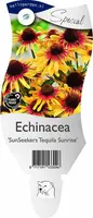 Echinacea purpurea 'SunSeekers® Tequila Sunrise' (Zonnehoed) kopen?