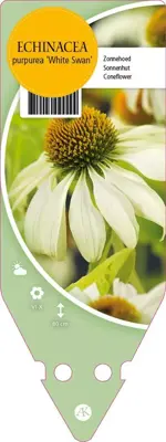 Echinacea Purpurea White Swan (Zonnehoed) - afbeelding 1