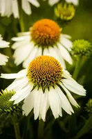 Echinacea Purpurea White Swan (Zonnehoed) - afbeelding 3
