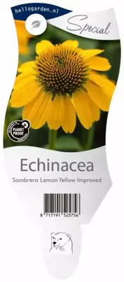 Echinacea Sombrero Lemon Yellow Improved (Zonnehoed) - afbeelding 1