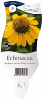 Echinacea Sombrero Lemon Yellow Improved (Zonnehoed) - afbeelding 1