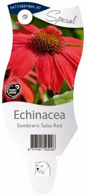 Echinacea Sombrero Salsa Red (Zonnehoed) - afbeelding 1