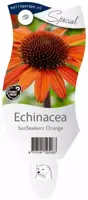 Echinacea SunSeekers Orange (Zonnehoed) - afbeelding 1