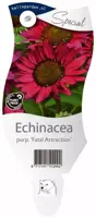 Echinacea (Zonnehoed) - afbeelding 1