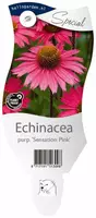 Echinacea (Zonnehoed) - afbeelding 1
