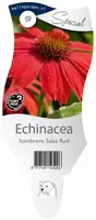 Echinacea (Zonnehoed) - afbeelding 1