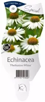 Echinacea (Zonnehoed) - afbeelding 1