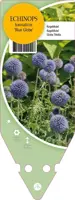 Echinops Bannaticus Blue Globe (Kogeldistel) - afbeelding 1