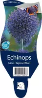 Echinops bannaticus 'Taplow Blue' (Kogeldistel) kopen?