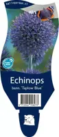 Echinops bannaticus 'Taplow Blue' (Kogeldistel) - afbeelding 1