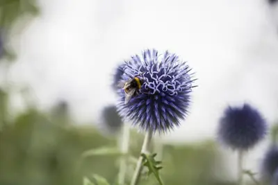 Echinops Ritro (Kogeldistel) - afbeelding 6