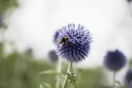 Echinops Ritro (Kogeldistel) - afbeelding 6
